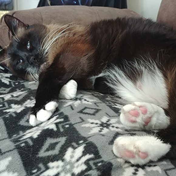 Meet your Posher, Lisa - Picture 3 of 3